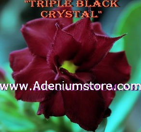 Adenium Seeds \'Black Crystal\' 5 Seeds